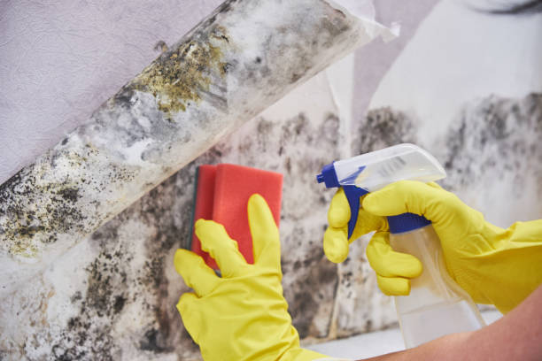 Professional Mold Removal Services in Wyoming, OH